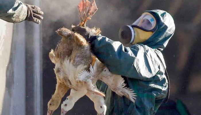 ਕੇਰਲ ''ਚ ਬਰਡ ਫਲੂ ਦਾ ਕਹਿਰ: 20,000 ਤੋਂ ਵੱਧ ਪੰਛੀਆਂ ਨੂੰ ਮਾਰਨ ਦੇ ਹੁਕਮ