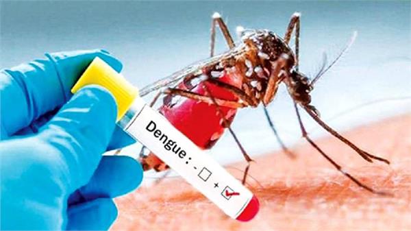 dengue hits ludhiana