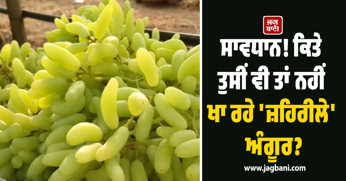 ਸਾਵਧਾਨ! ਕਿਤੇ ਤੁਸੀਂ ਵੀ ਤਾਂ ਨਹੀਂ ਖਾ ਰਹੇ ''ਜ਼ਹਿਰੀਲੇ'' ਅੰਗੂਰ? ਵੀਡੀਓ ਦੇਖ ਉੱਡ ਜਾਣਗੇ ਹੋਸ਼