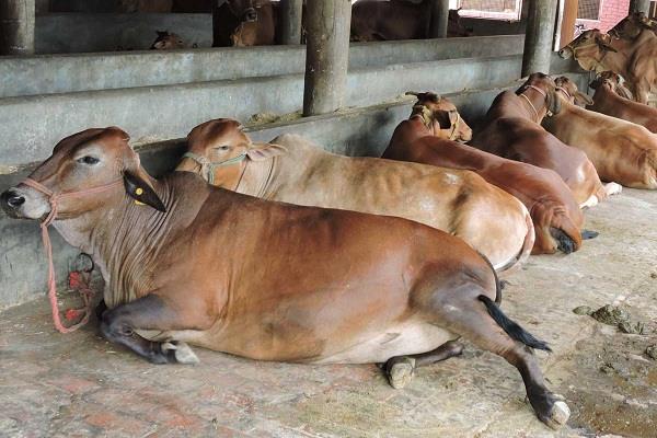 relief for livestock farmers