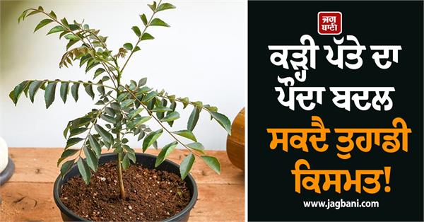 the curry leaf plant can change your destiny 