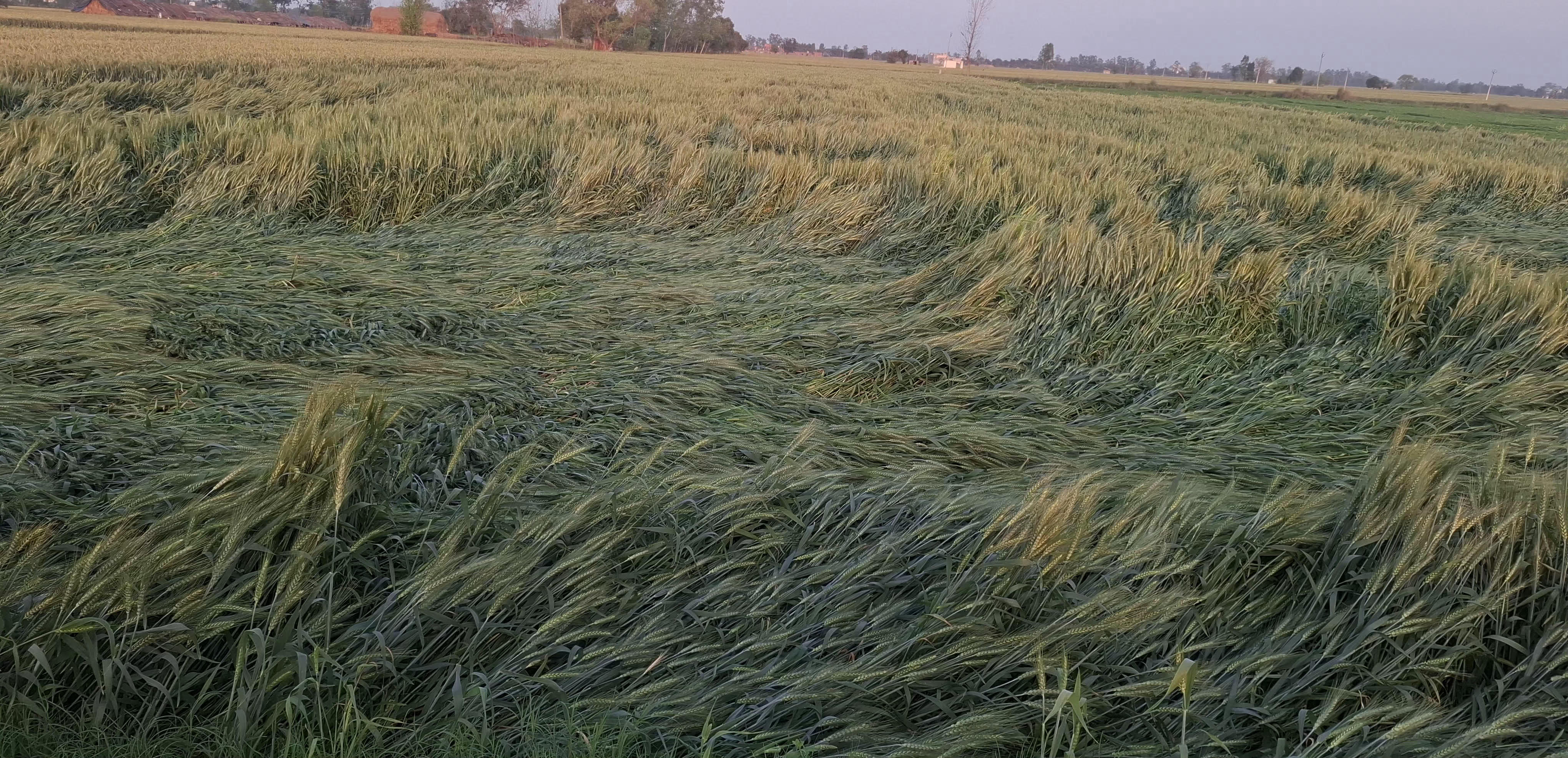 ਪੰਜਾਬ ''ਚ ਪਏ ਮੀਂਹ ਨੇ ਕਿਸਾਨਾਂ ਦੀਆਂ ਆਸਾਂ ''ਤੇ ਫੇਰਿਆ ਪਾਣੀ, ਚਾਦਰ ਵਾਂਗ ਵਿੱਛੀ ਕਣਕ ਤੇ ਸਰੋਂ ਦੀ ਖੜ੍ਹੀ ਫਸਲ