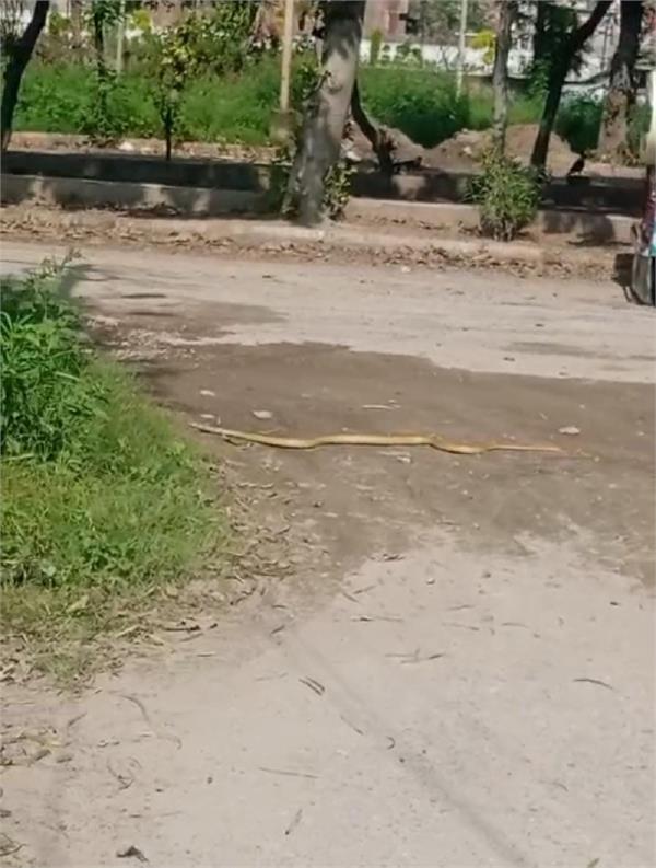 negligence of colonizers and plot owners