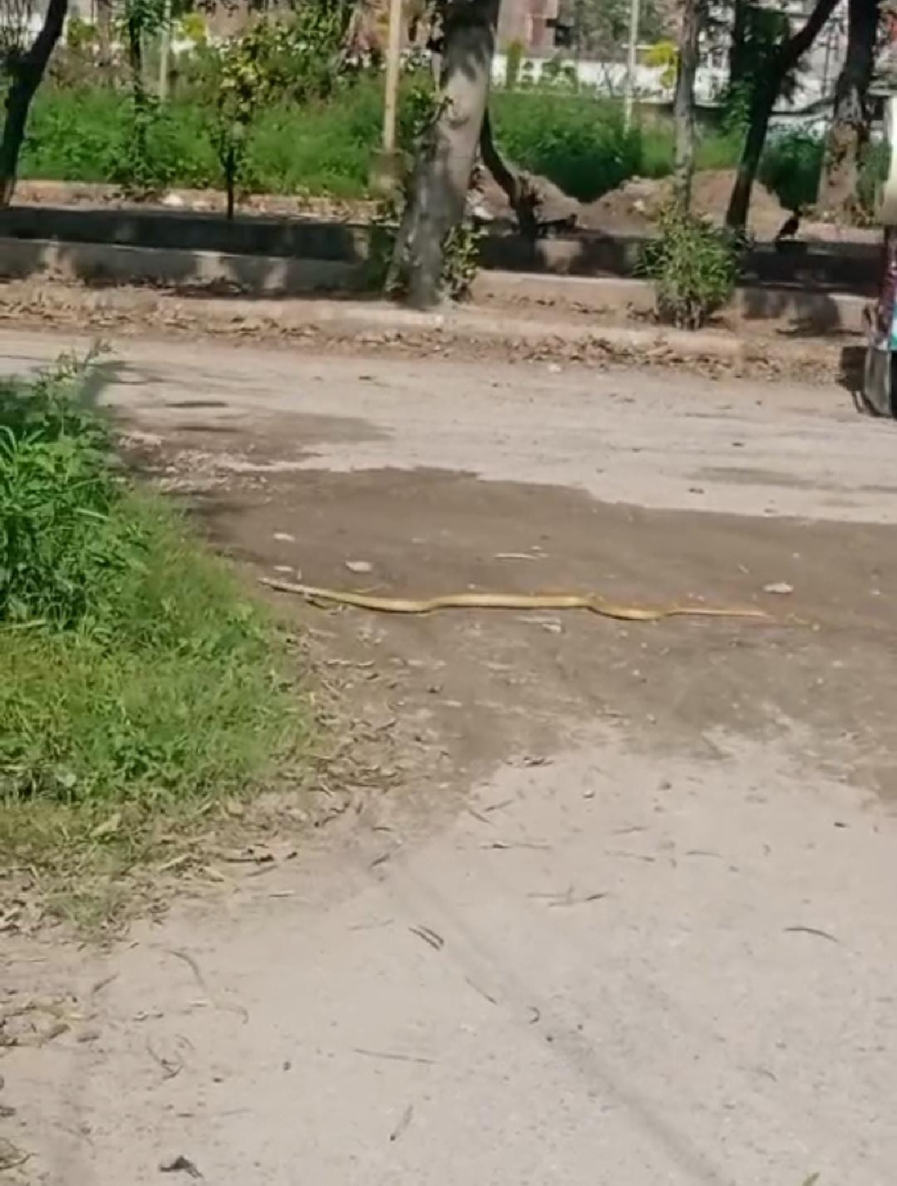 ਕੋਲੋਨਾਈਜ਼ਰ ਤੇ ਪਲਾਟ ਮਾਲਕਾਂ ਦੀ ਲਾਪਰਵਾਹੀ: ਬੀ-ਬਲਾਕ ''ਚ ਵਧਿਆ ਖ਼ਤਰਾ, ਸੱਪ ਦਿਸਣ ਨਾਲ ਫੈਲੀ ਦਹਿਸ਼ਤ