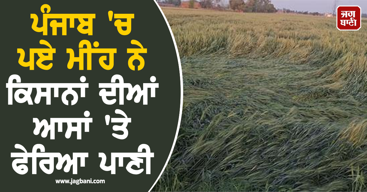 ਪੰਜਾਬ 'ਚ ਪਏ ਮੀਂਹ ਨੇ ਕਿਸਾਨਾਂ ਦੀਆਂ ਆਸਾਂ 'ਤੇ ਫੇਰਿਆ ਪਾਣੀ, ਚਾਦਰ ਵਾਂਗ ਵਿੱਛੀ ਕਣਕ ਤੇ ਸਰੋਂ ਦੀ ਖੜ੍ਹੀ ਫਸਲ
