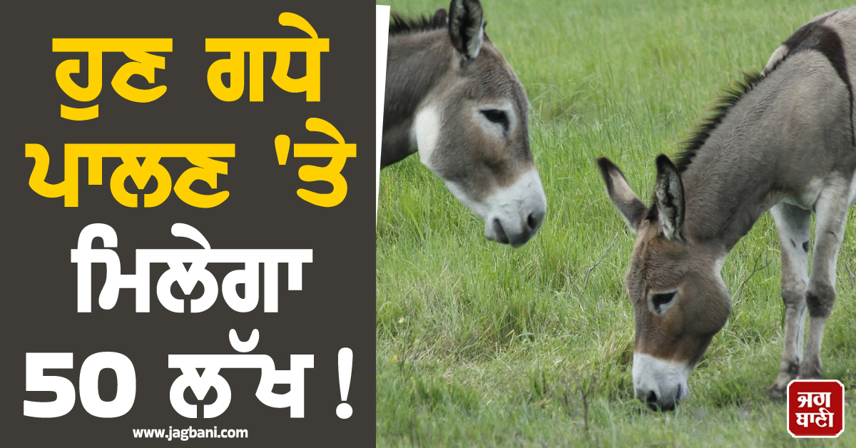 ਹੁਣ ਗਧੇ ਪਾਲਣ ''ਤੇ ਮਿਲੇਗਾ 50 ਲੱਖ ! ਕੇਂਦਰ ਸਰਕਾਰ ਲਿਆਈ ਨਵੀਂ ਯੋਜਨਾ, ਜਾਣੋ ਕਿਵੇਂ ਕਰਨਾ ਅਪਲਾਈ