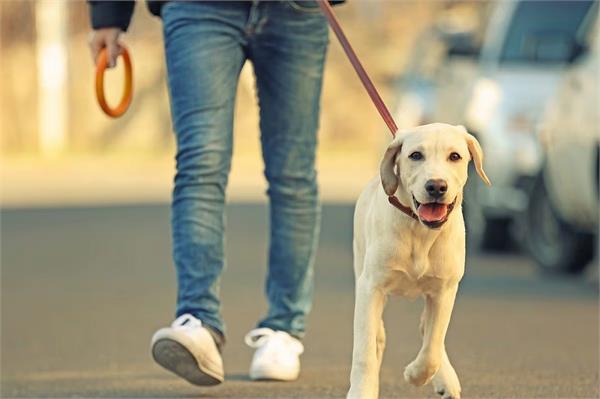 pet dog  road  fine  new delhi  lok sabha