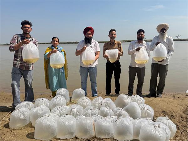 wildlife range harike released 2 lakh fish into beas river