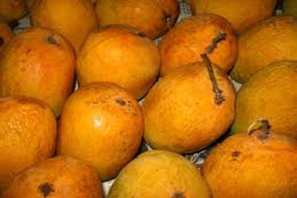hapus mango price reaches rs 10 000 per box