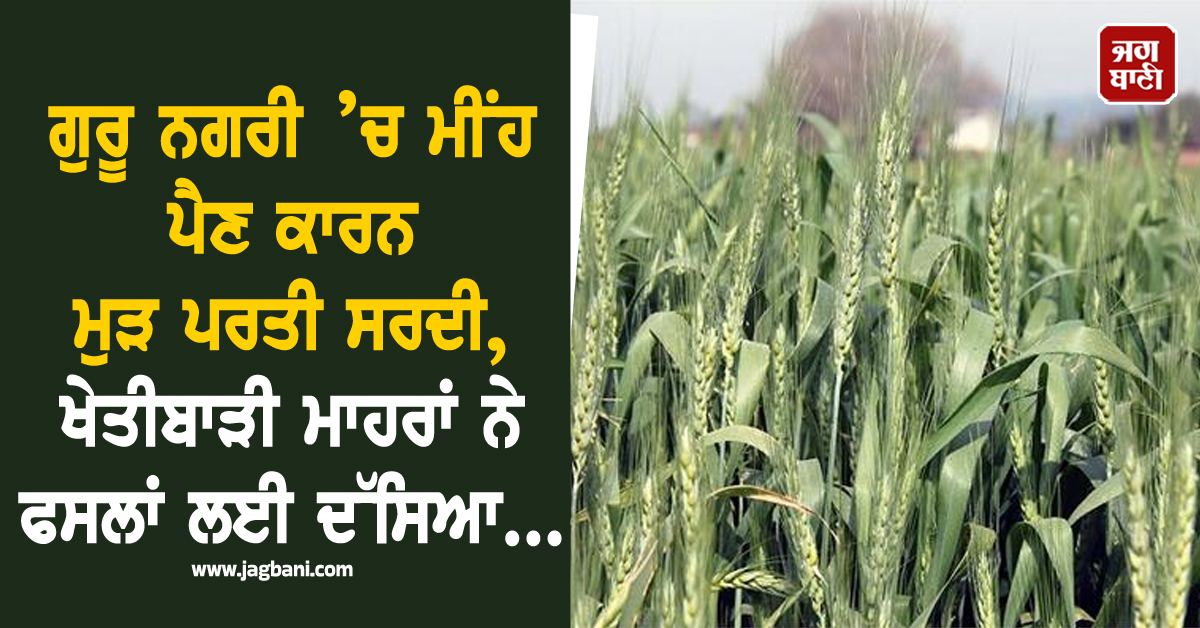 ਗੁਰੂ ਨਗਰੀ ’ਚ ਮੀਂਹ ਪੈਣ ਕਾਰਨ ਮੁੜ ਪਰਤੀ ਸਰਦੀ, ਖੇਤੀਬਾੜੀ ਮਾਹਰਾਂ ਨੇ ਦੱਸਿਆ ਫਸਲਾਂ ਲਈ...
