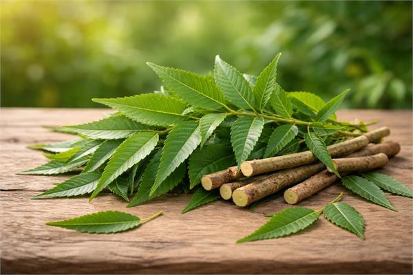 neem leaves are nothing less than a blessing 