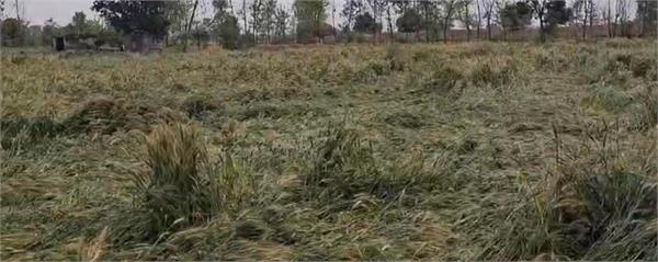 farmers worried due to early morning rain and strong winds