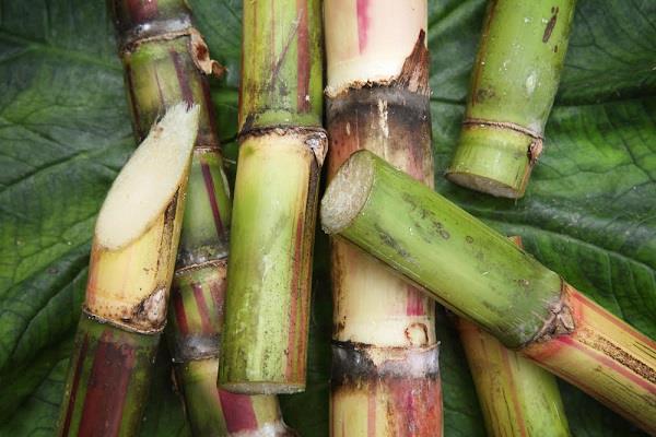 16 thousand crores stuck with sugarcane farmers   sugar mills