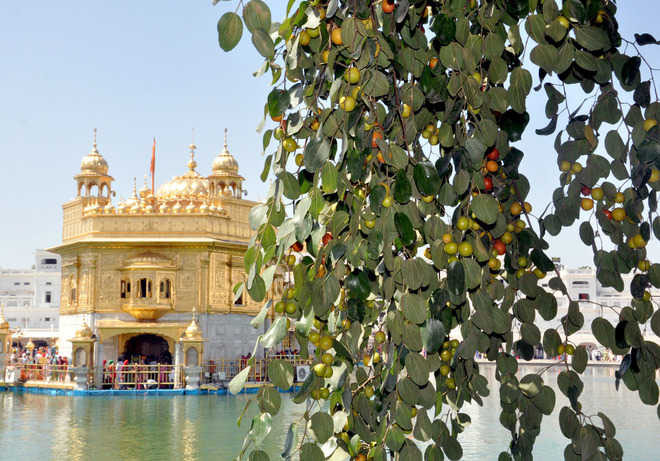 ਸ੍ਰੀ ਹਰਿਮੰਦਰ ਸਾਹਿਬ ਵਿਖੇ ਬੇਰੀਆਂ ਨੂੰ ਲੱਗੇ ਫ਼ਲ, ਸੰਗਤਾਂ ''ਚ ''ਬੇਰ'' ਨੂੰ ਪ੍ਰਸ਼ਾਦ ਵਜੋਂ ਪਾਉਣ ਦੀ ਤਾਂਘ