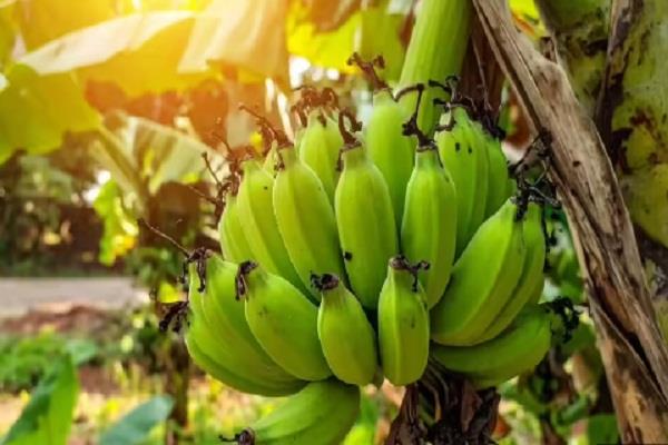 fruit area increased in punjab