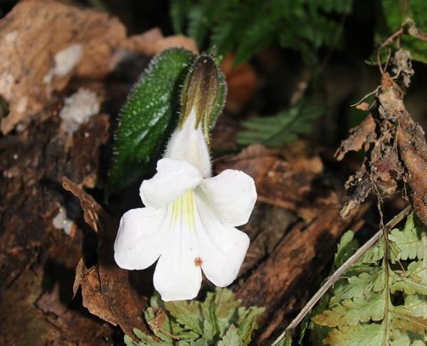 rare plant  scientific research  189 years  forest environment