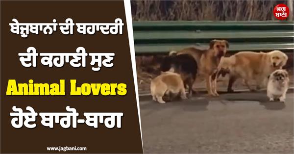 dogs made back to home