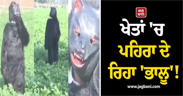 farmer  bear  monkey  jugaad  field