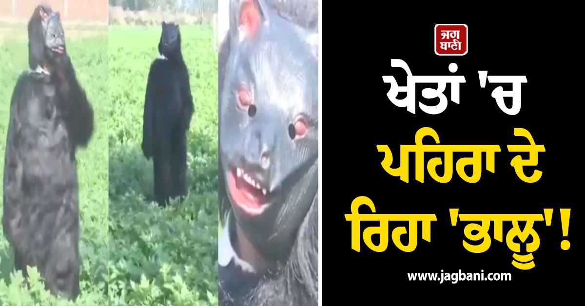 ਖੇਤਾਂ ''ਚ ਪਹਿਰਾ ਦੇ ਰਿਹਾ ''ਭਾਲੂ''! ਬਾਂਦਰਾਂ ਨੂੰ ਭਜਾਉਣ ਲਈ ਕਿਸਾਨ ਦਾ ਦੇਸੀ ਜੁਗਾੜ ਦੇਖ ਉੱਡ ਜਾਣਗੇ ਹੋਸ਼