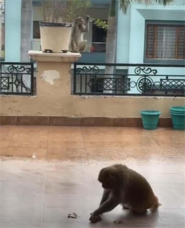 monkeys roaming in tanda are attacking people  administration is unaware