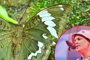 new butterfly species in arunachal pradesh named after singer zubeen garg