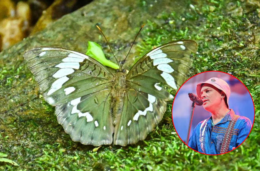 ਗਾਇਕਾ ਜ਼ੁਬੀਨ ਗਰਗ ਦੇ ਨਾਮ ''ਤੇ ਰੱਖਿਆ ਗਿਆ ਅਰੁਣਾਚਲ ਪ੍ਰਦੇਸ਼ ''ਚ ਮਿਲੀ ਤਿਤਲੀ ਦੀ ਨਵੀਂ ਪ੍ਰਜਾਤੀ ਦਾ ਨਾਂ