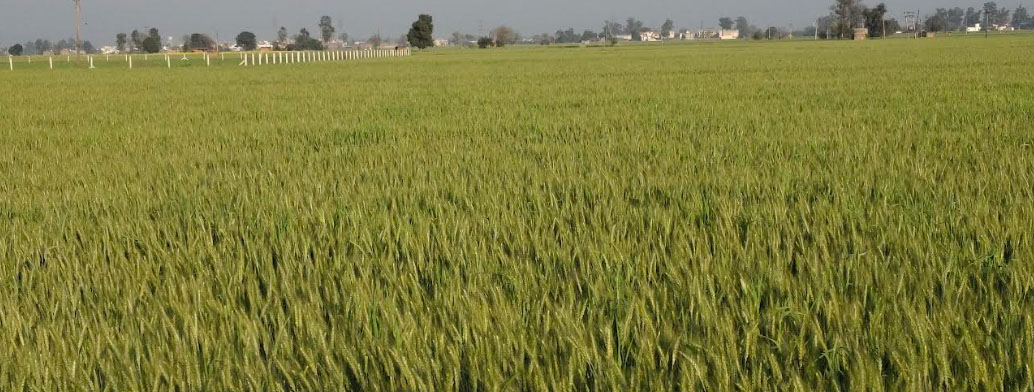 ਪੰਜਾਬ ਦੇ ਕਿਸਾਨਾਂ ਲਈ ਖਤਰੇ ਦੀ ਘੰਟੀ, ਗਰਮੀ ਨੇ ਬਦਲਿਆ ਫਸਲਾਂ ਦਾ ਰੰਗ, ਮਾਹਿਰਾਂ ਨੇ ਦਿੱਤੀ ਸਲਾਹ