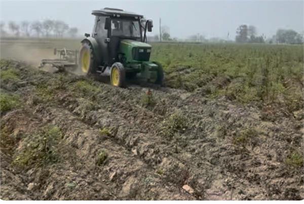 price of potatoes lower than cost  distressed farmers forced to plow the fields