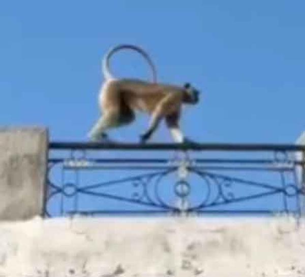 wild langur attacks in kalanaur