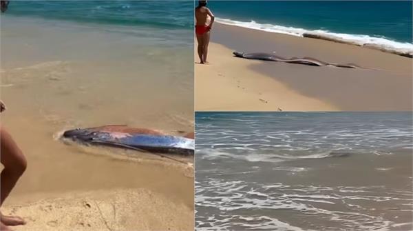 mysterious fish spotted on mexico beach