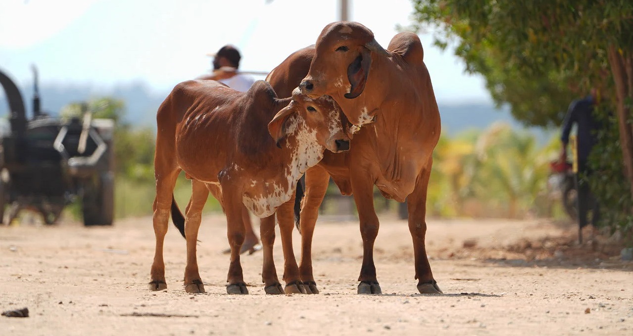 ਬਜ਼ਾਰੀਕਰਨ : ਵਿਵਸਥਾ ’ਤੇ ਮੁੜ ਵਿਚਾਰ ਕਰਨ ਦੀ ਲੋੜ