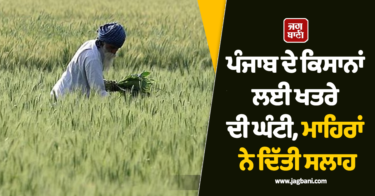 ਪੰਜਾਬ ਦੇ ਕਿਸਾਨਾਂ ਲਈ ਖਤਰੇ ਦੀ ਘੰਟੀ, ਗਰਮੀ ਨੇ ਬਦਲਿਆ ਫਸਲਾਂ ਦਾ ਰੰਗ, ਮਾਹਿਰਾਂ ਨੇ ਦਿੱਤੀ ਸਲਾਹ