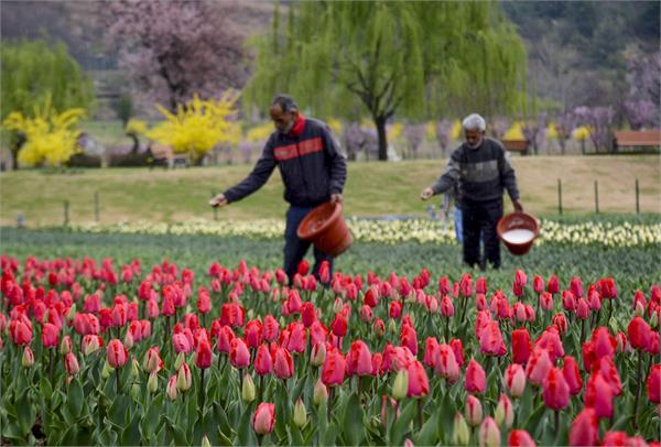 tulip garden  kashmir  march 16  tourists