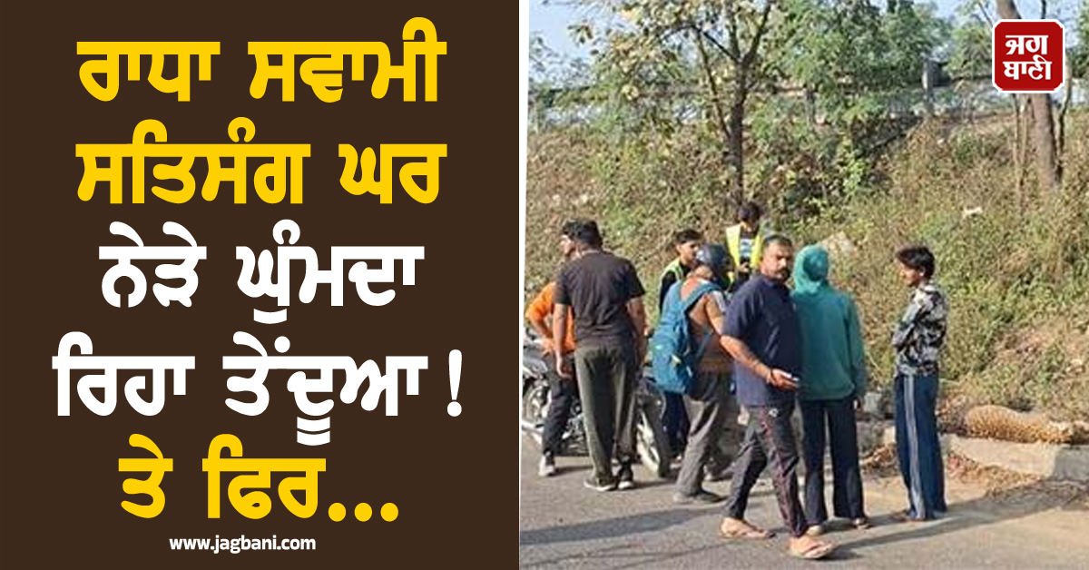 Punjab: ਰਾਧਾ ਸਵਾਮੀ ਸਤਿਸੰਗ ਘਰ ਨੇੜੇ ਘੁੰਮਦਾ ਰਿਹਾ ਤੇਂਦੂਆ! ਤੇ ਫਿਰ...