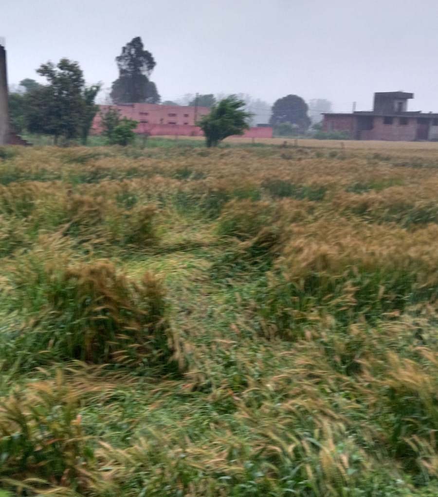 Punjab: ਕਿਸਾਨਾਂ ''ਤੇ ਮੰਡਰਾਉਣ ਲੱਗਾ ਖ਼ਤਰਾ! ਵਰਤਣ ਸਾਵਧਾਨੀ, ਸੁਚੇਤ ਰਹਿਣ ਦੀ ਸਲਾਹ