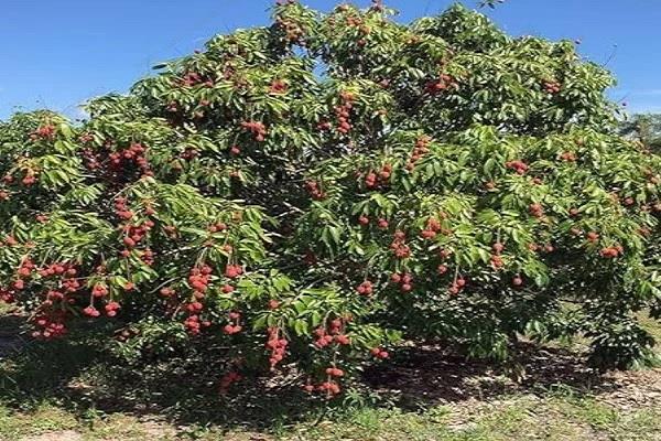 lychee farmers concern grows huge losses may occur