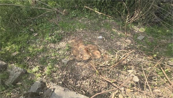 trees cut during construction of new colony