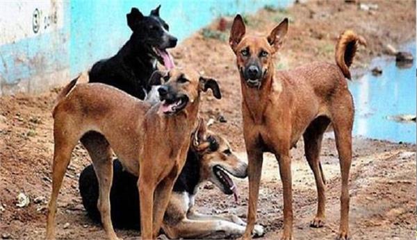 stray dogs  minor girl  dog attack