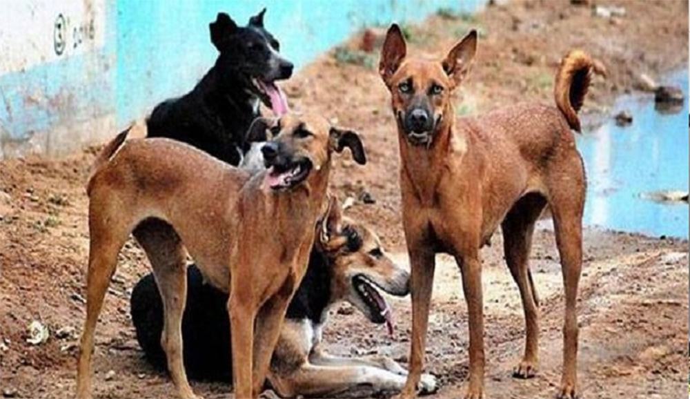 ਬੱਛੋਆਣਾ ''ਚ ਆਵਾਰਾ ਕੁੱਤਿਆਂ ਨੇ ਨੋਚੀ 9 ਸਾਲਾ ਲੜਕੀ, ਹਾਲਤ ਗੰਭੀਰ