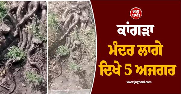 5 pythons spotted together in kangra