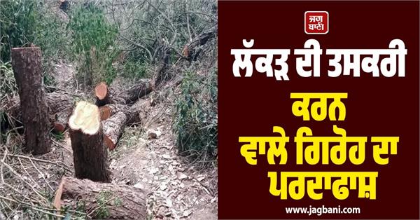 forest officer among 11 arrested illegal felling of khair trees