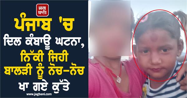 stray dogs attack on girl