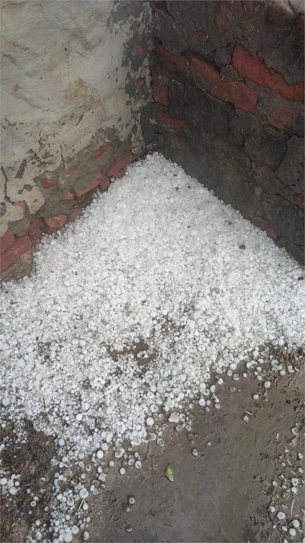 heavy hailstorm  wheat crop  punjab farmers