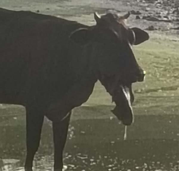 bullet explodes in helpless cow  s mouth
