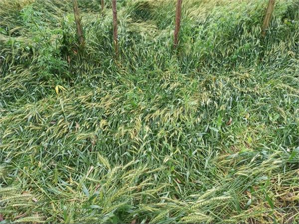 wheat crop was damaged due to continuous rain and hailstorm