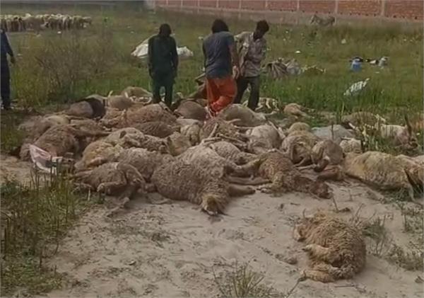more than 40 sheep die