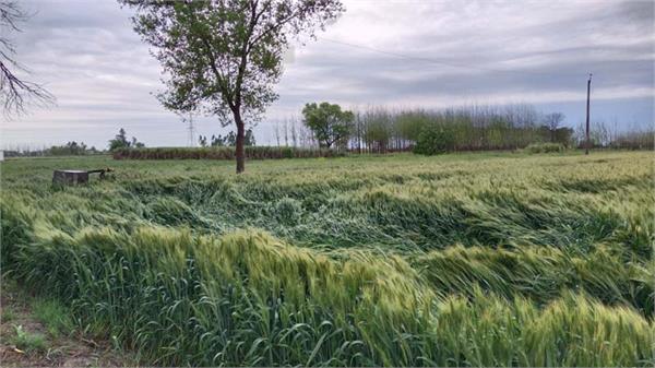 wheat crop damaged due to rain and storm