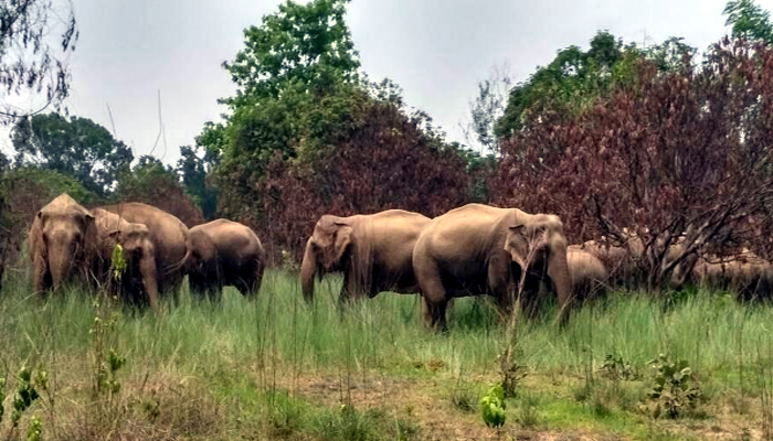 ਓਡੀਸ਼ਾ ''ਚ ਹਾਥੀਆਂ ਦੀ ਮੌਤ ਦਾ ਅੰਕੜਾ ਡਰਾਉਣ ਵਾਲਾ,  4 ਸਾਲਾਂ ''ਚ 344 ਹਾਥੀਆਂ ਨੇ ਤੋੜਿਆ ਦਮ