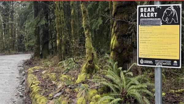 black bear falsely attacks two people in squamish