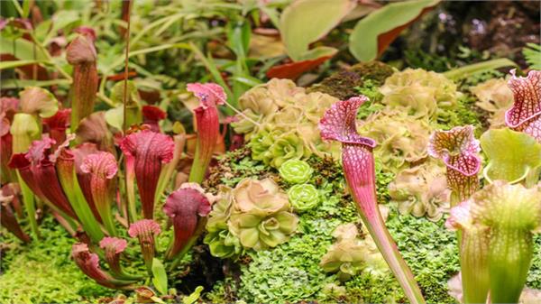 rare plant species found in arunachal pradesh after 189 years